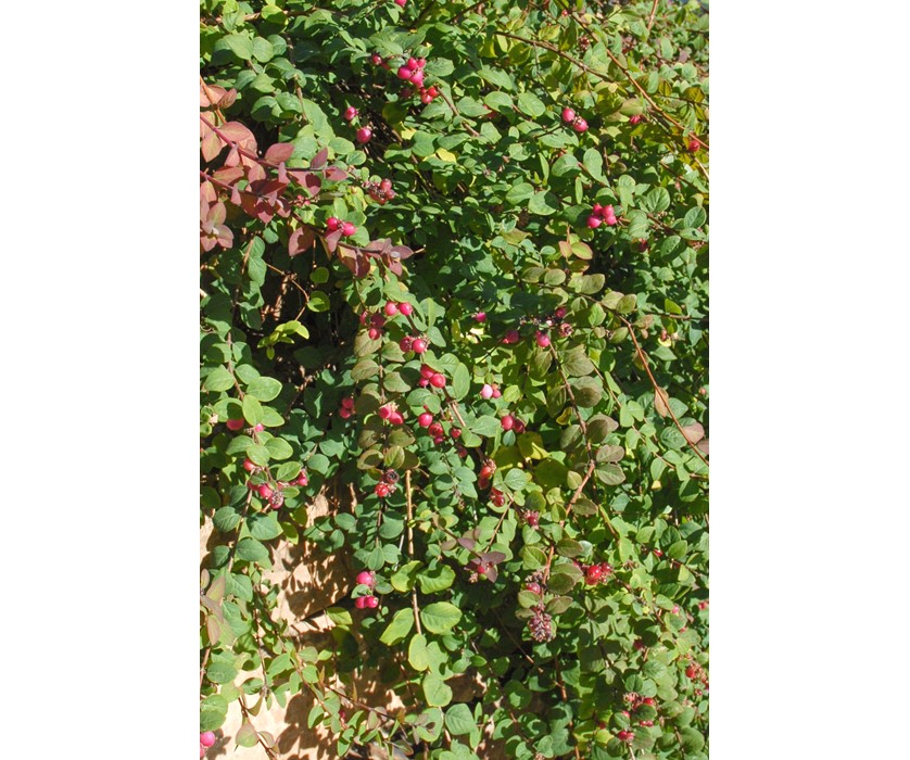 Hancock Coralberry